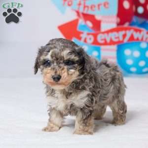 Ruger, Miniature Poodle Puppy